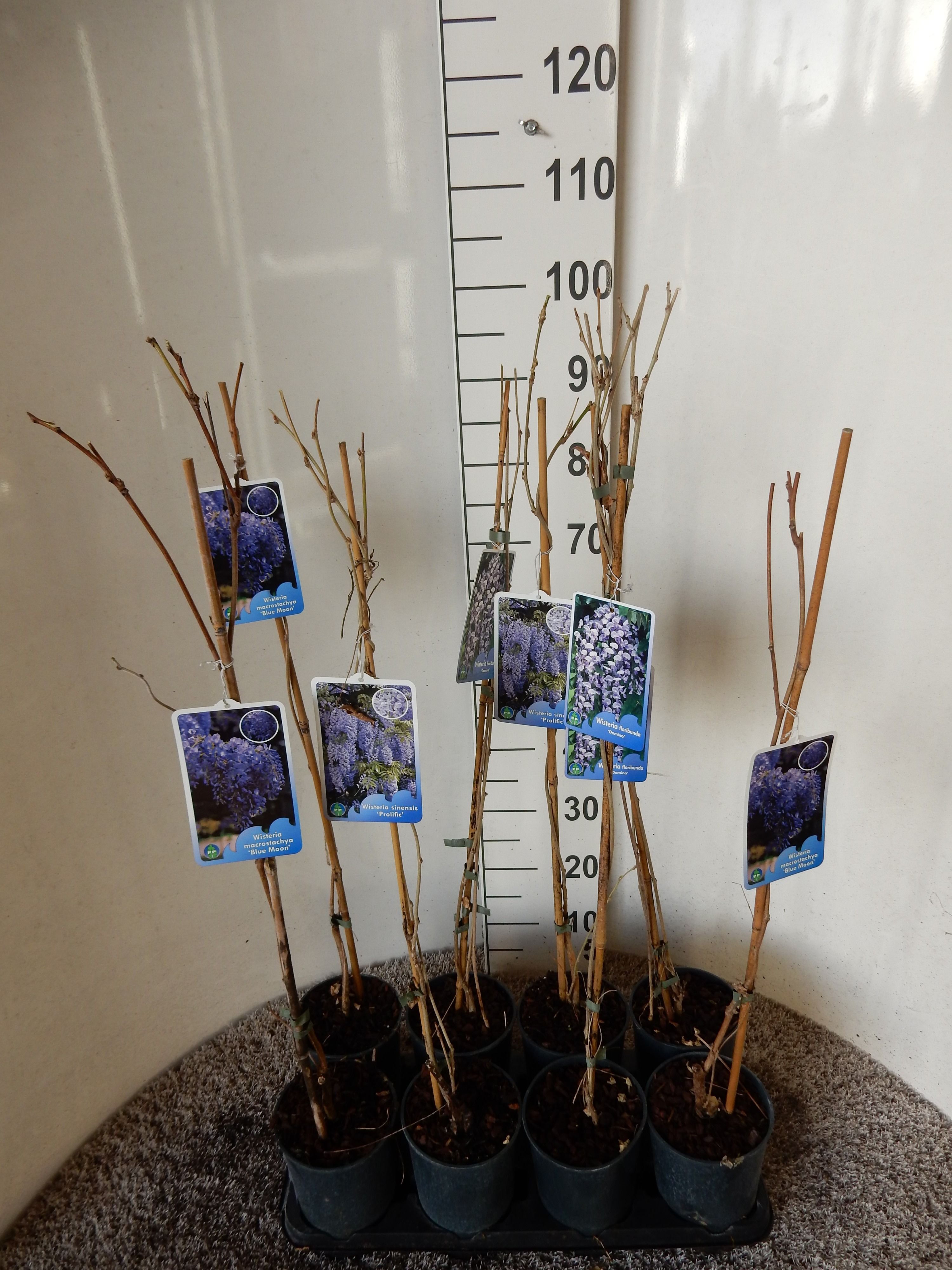 Wisteria in cultivars 80 cm P17, D 17 cm