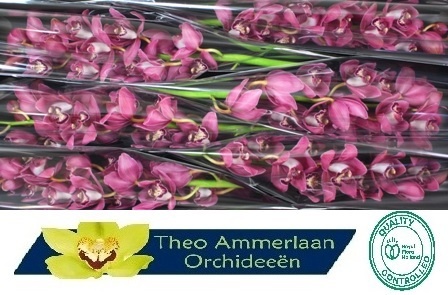 Цимбидиум Пинкпоп x6 80, шт.