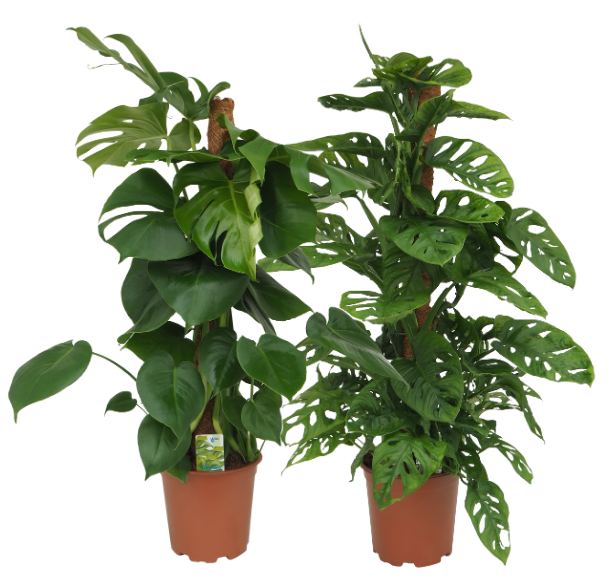 Monstera Mosstok mix (Deliciosa, Andansonii), D 19