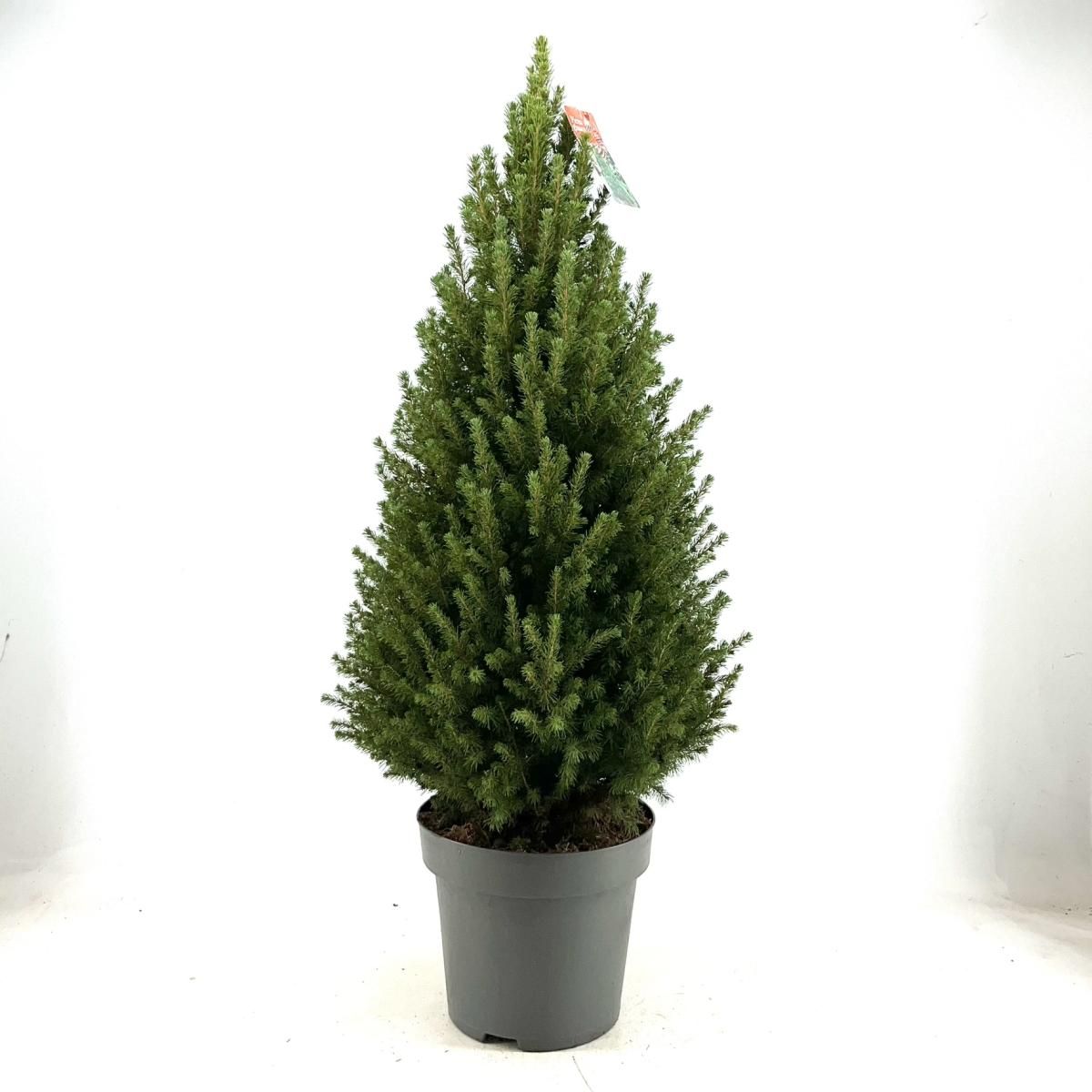 Picea gl. 'Conica', D 35