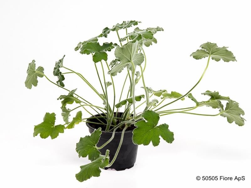 PELARGONIUM GRAVEOLENS 'TOMENTOSUM', D 12 cm