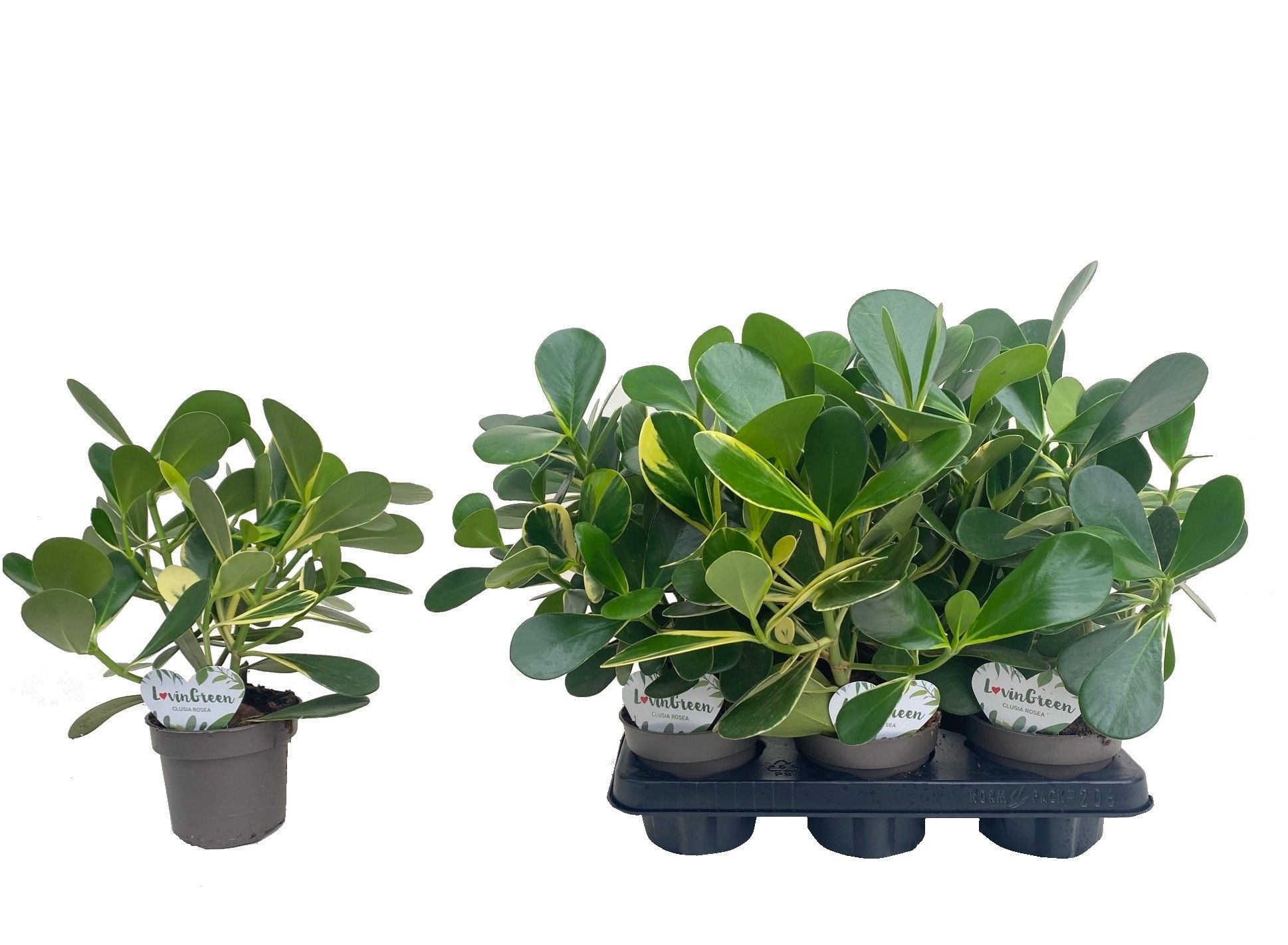 Clusia Variagata, D 12