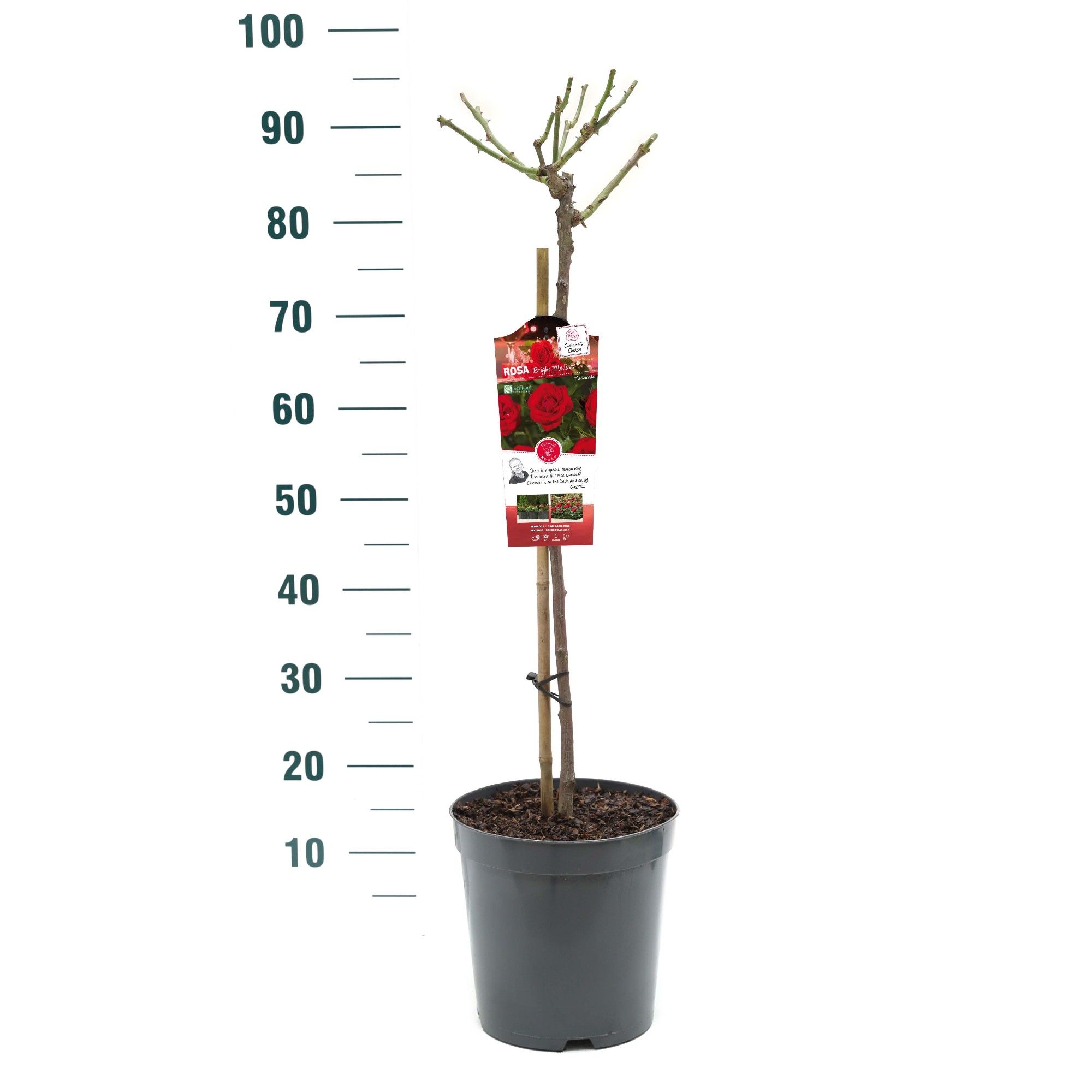 Rosa 'Bright Meilove' - 60 Stam - Exclusive Collection, D 24