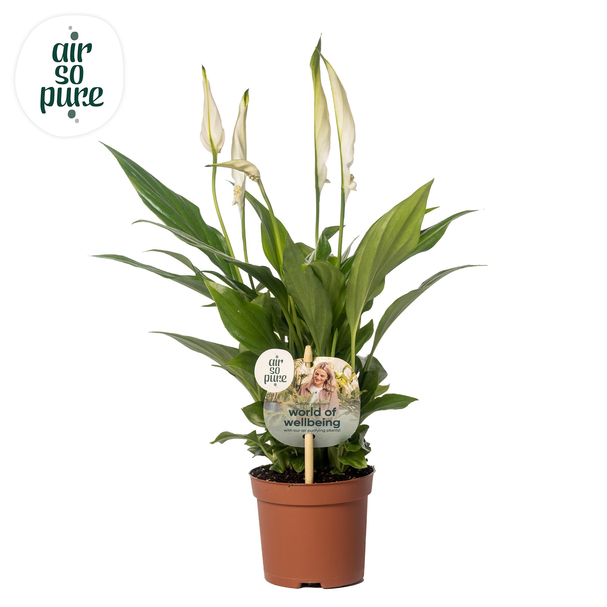 Air So Pure - Spathiphyllum Pearl 9cm, D 9 cm Air So Pure - Spathiphyllum Pearl 9cm, D 9 cm