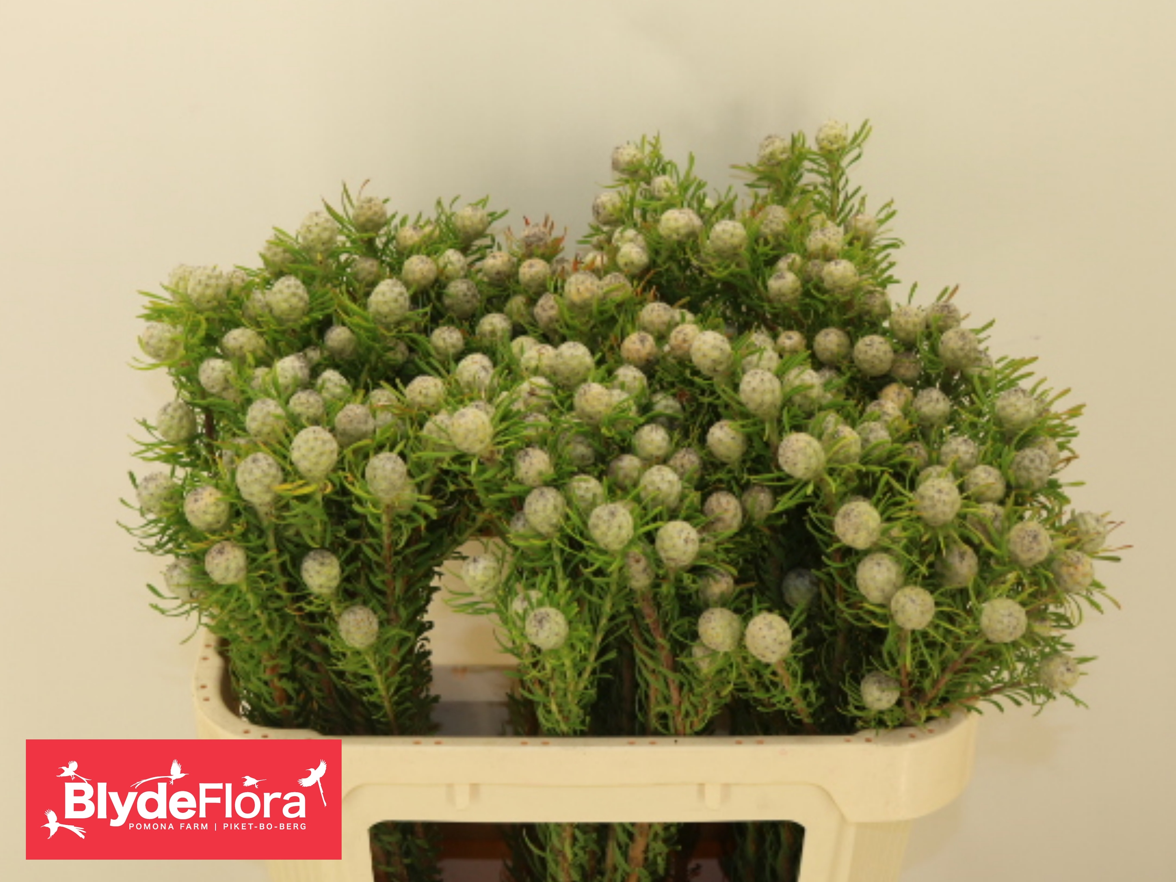 Леукадендрон Джейд Перл Спрей 70, шт.