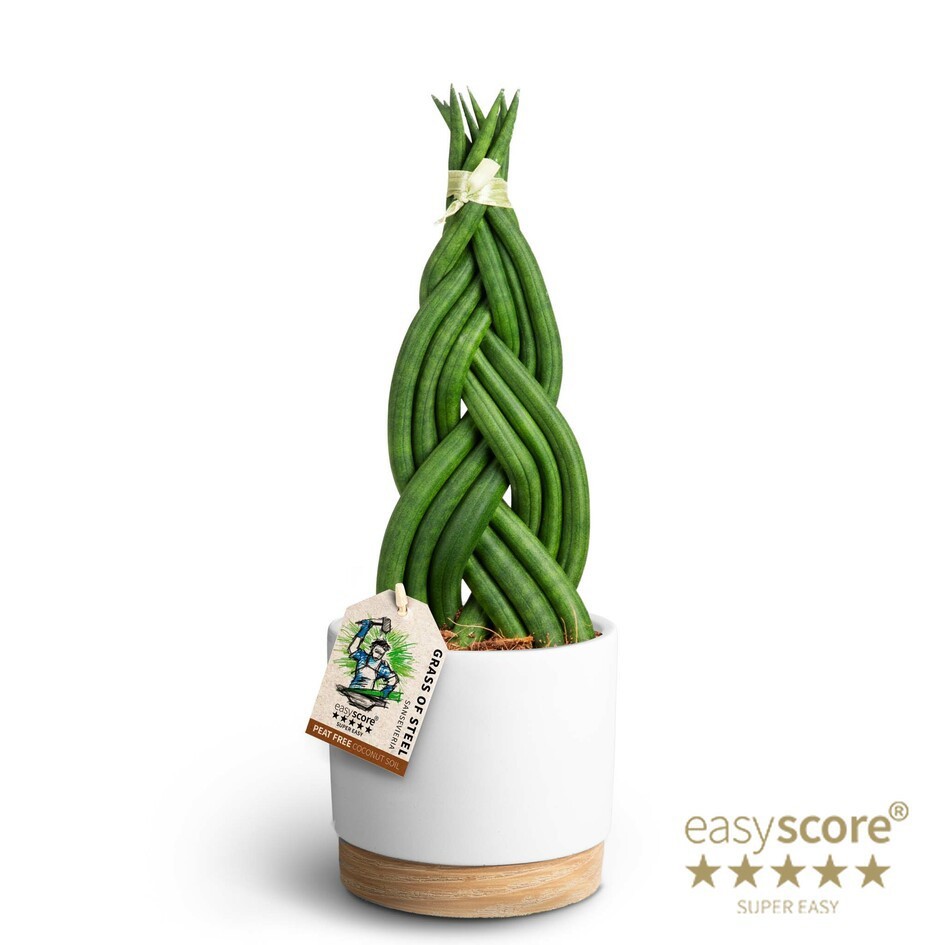SANSEVIERIA CYLINDRICA 41131189 WB White Braid, D 12