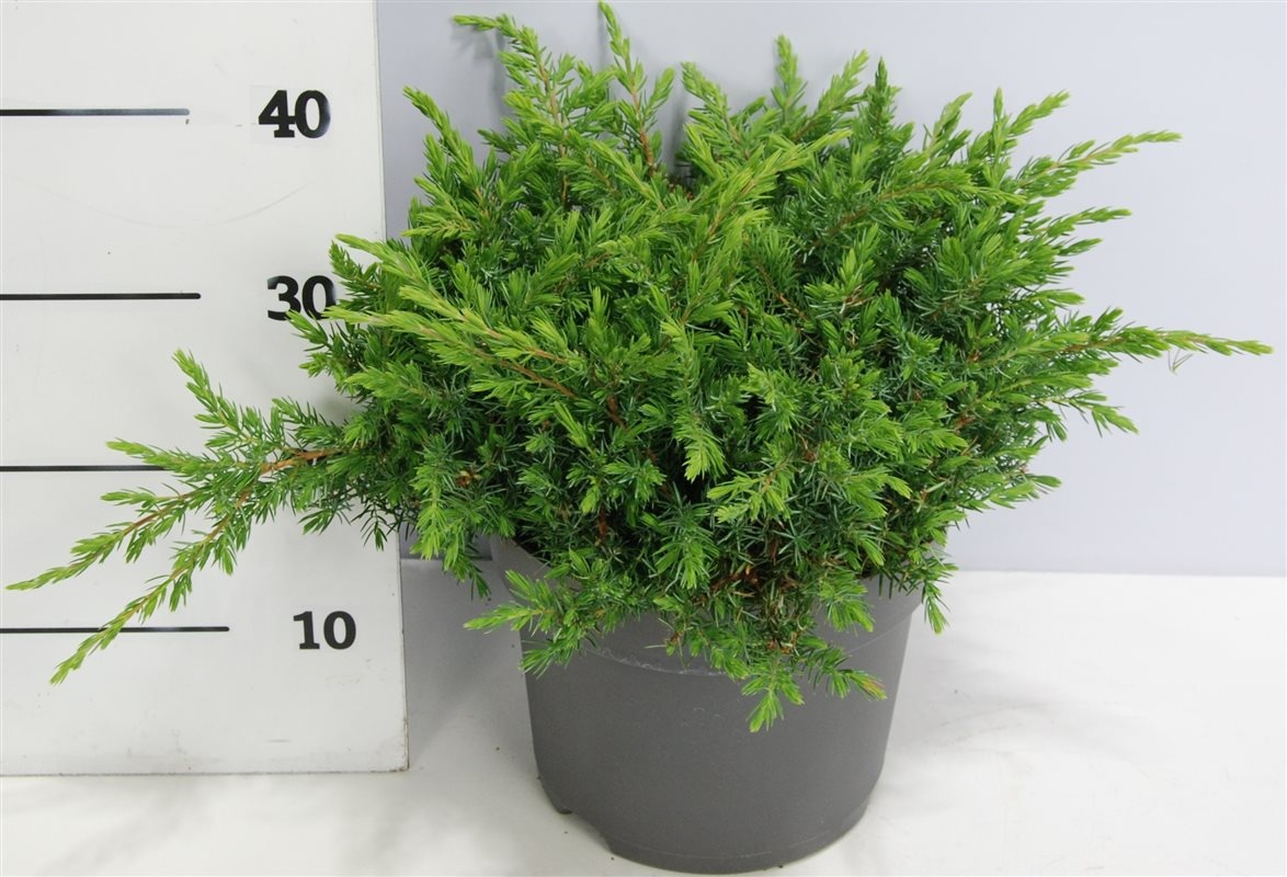 Juniperus conferta 'Schlager', D 26