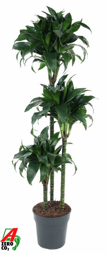 Dracaena Tatuade 90-60-30, D 24