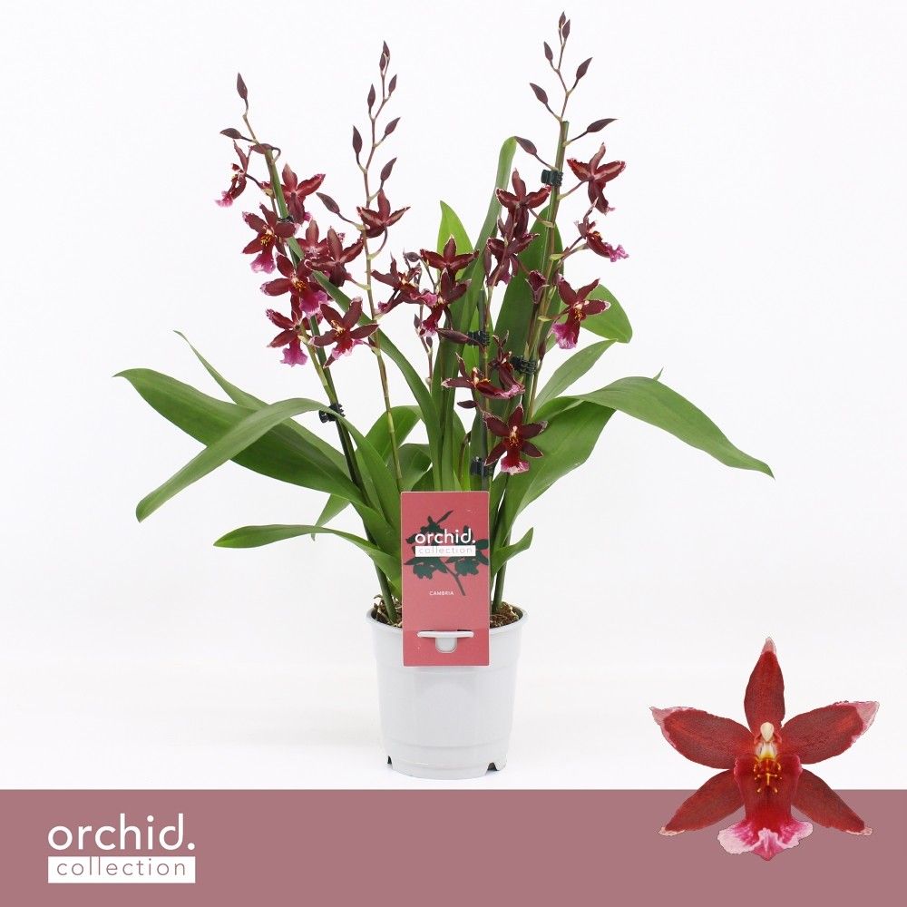 Barrocco Red, 3/4-spike 'Orchid Collection', D 12