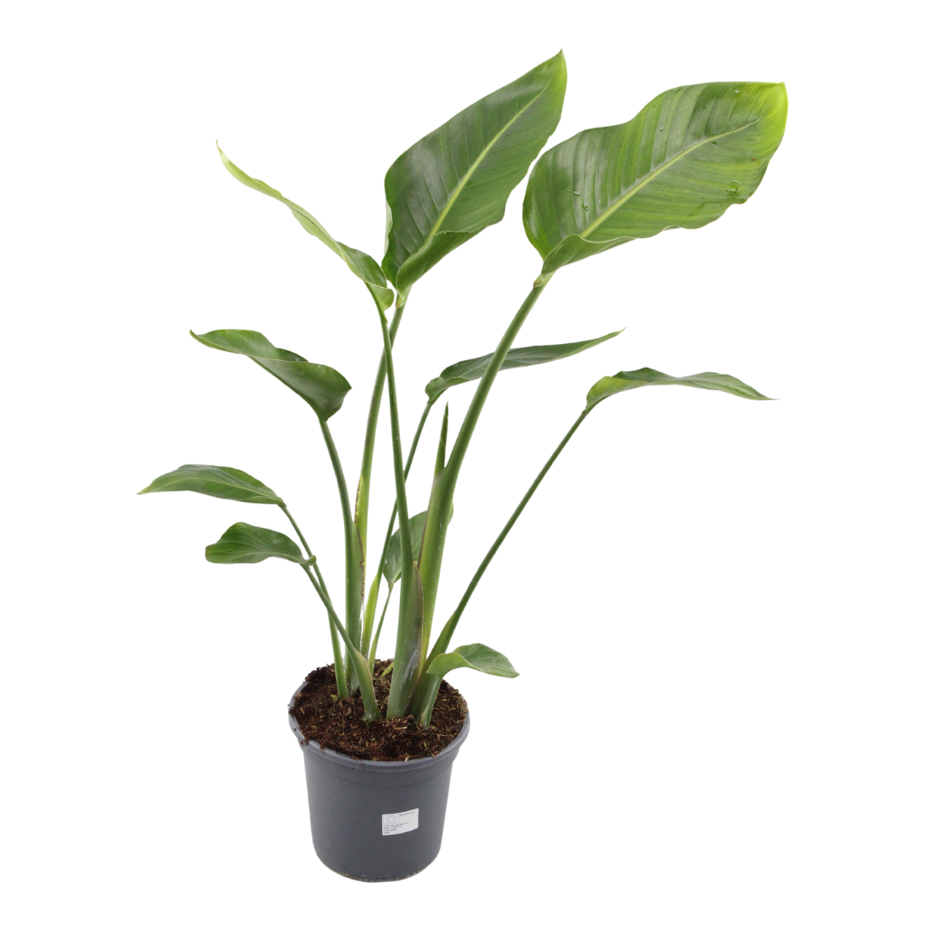 Strelitzia Nicolai, D 20