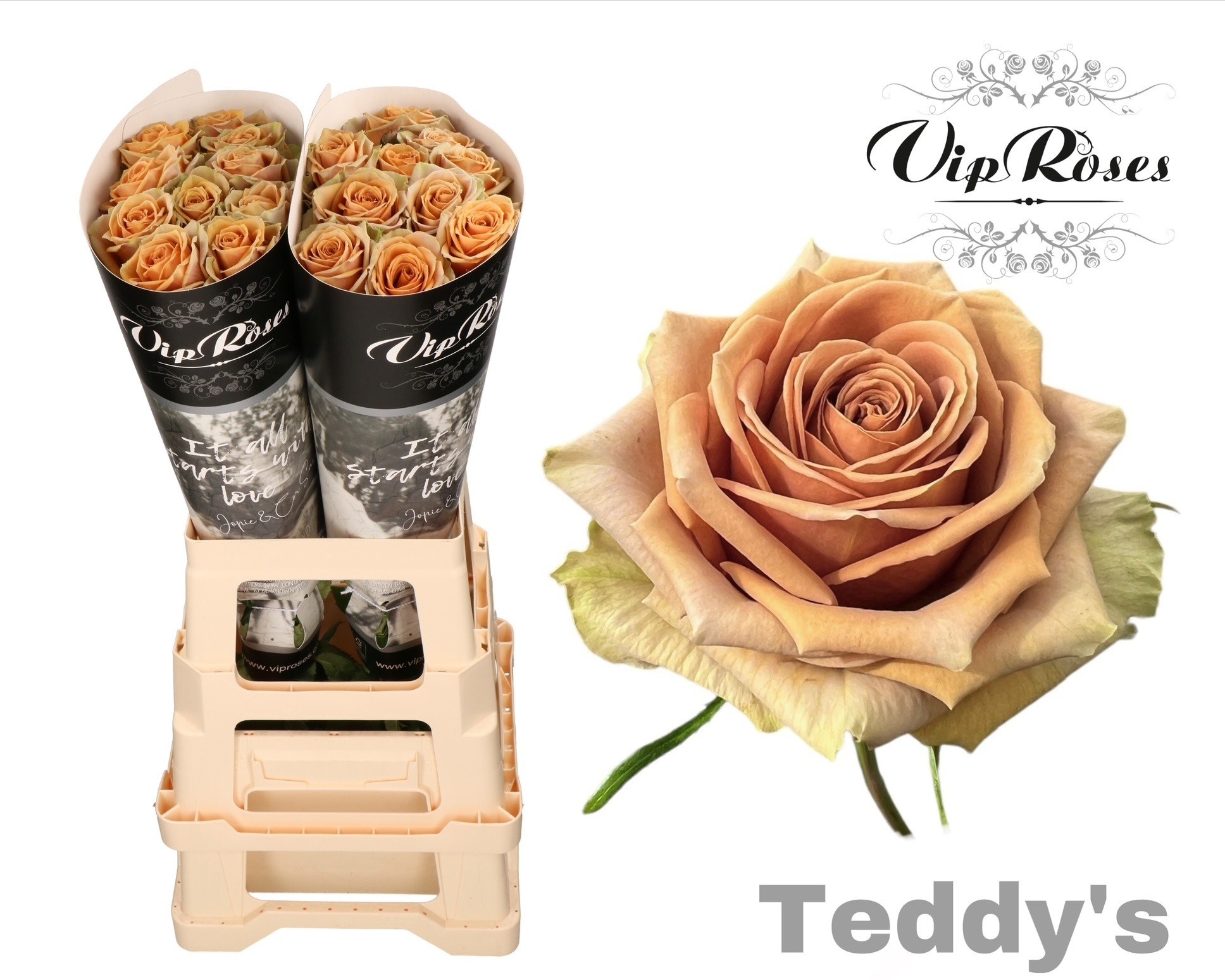 Роза од. Тэддис 70, шт.