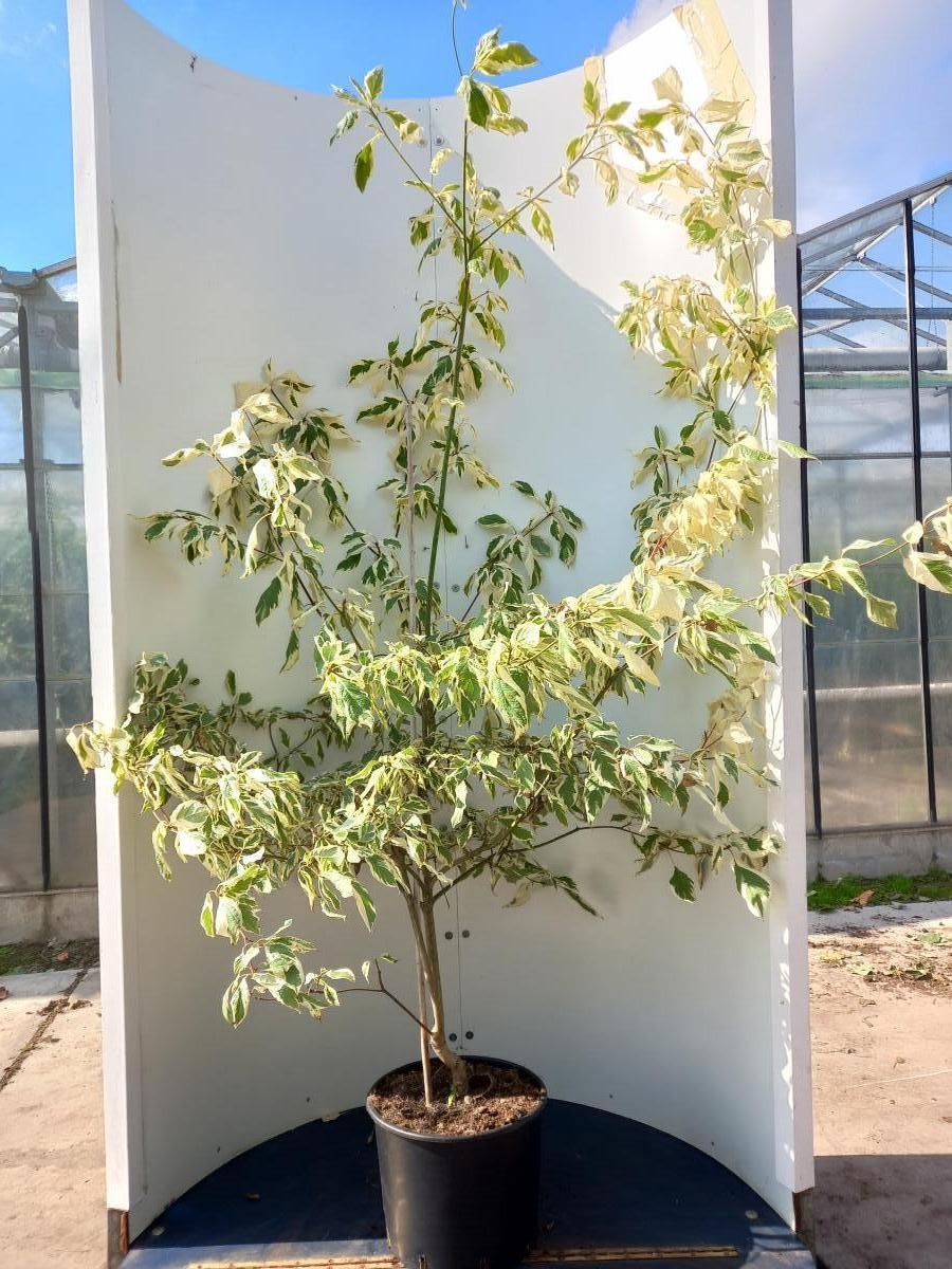 Cornus controversa 'Variegata', D 40 cm
