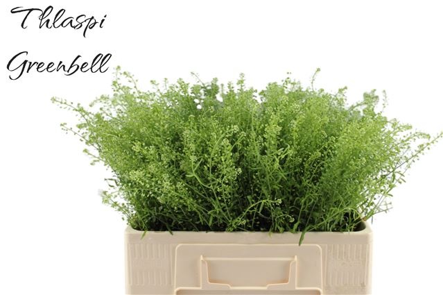 Тласпи Грин Бэлл 55 (зел.), шт.