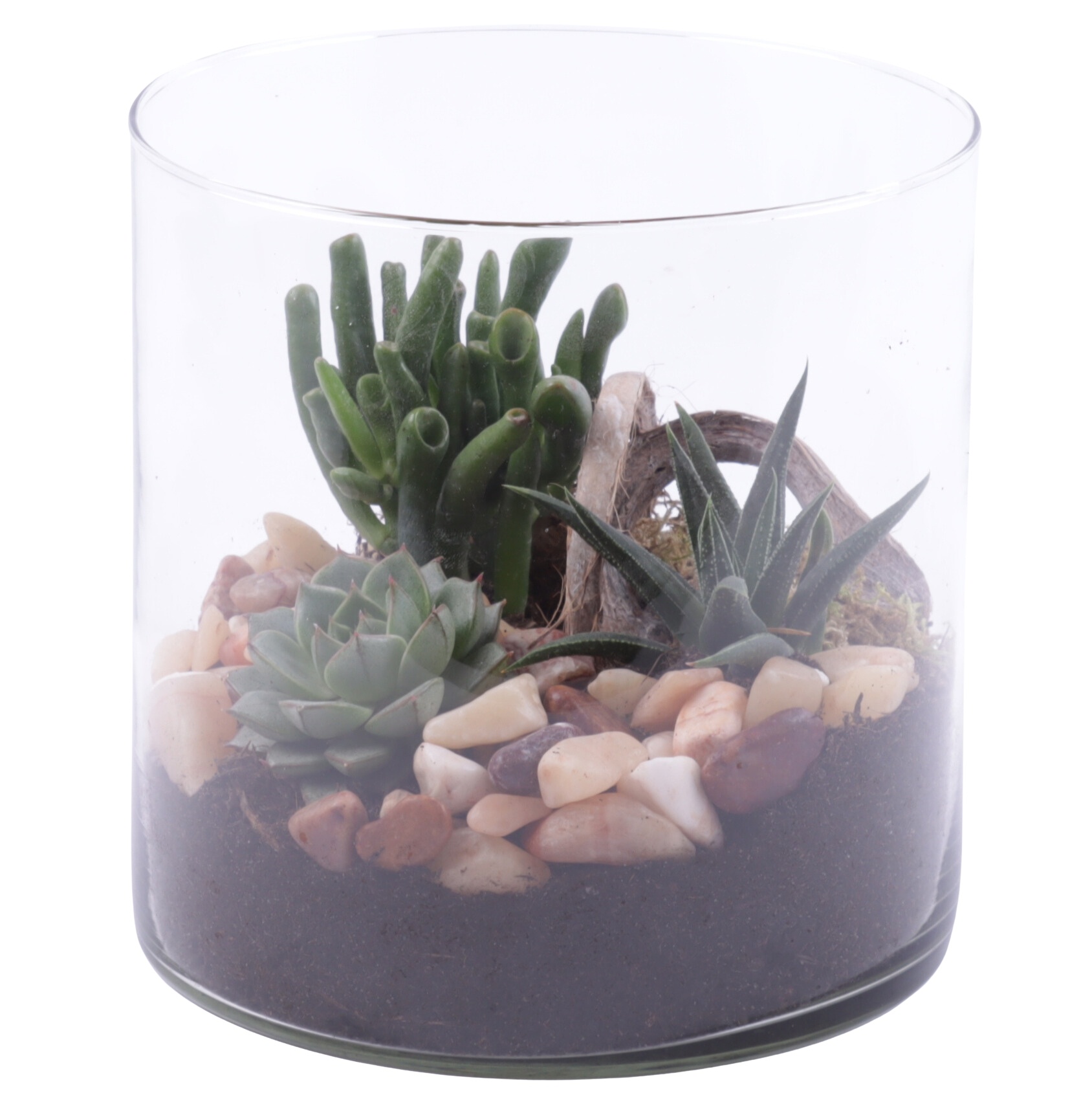Yearround Arr. Succulent Glass Vase Cylinder Ø15cm 3PP, D 15