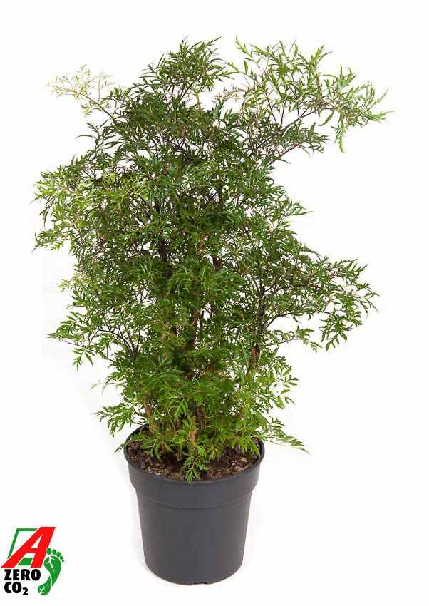 Polyscias Ming vertakt P19, D 19