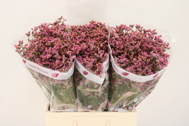 Лимониум Наоми Даймонд 60, шт.