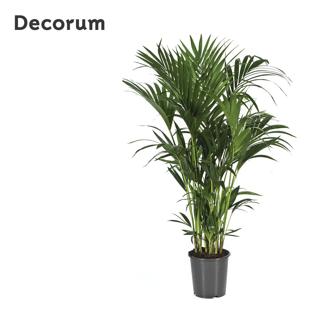 Howea forsteriana 150cm (Kentia) Decorum, D 27