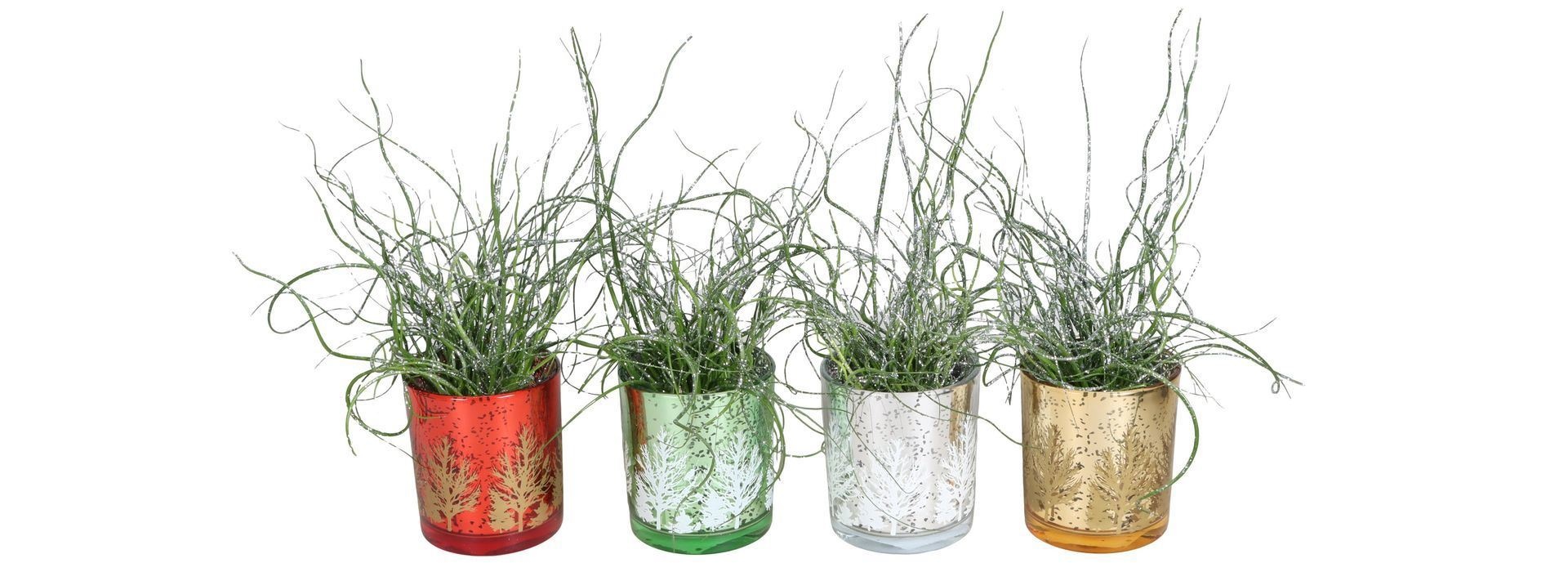 L 67435 With Juncus 'Spiralis' Glitter 6 cm, D 6