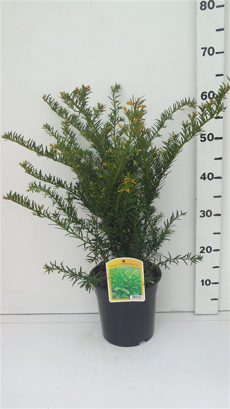 Taxus media 'Green Mountain', D 19