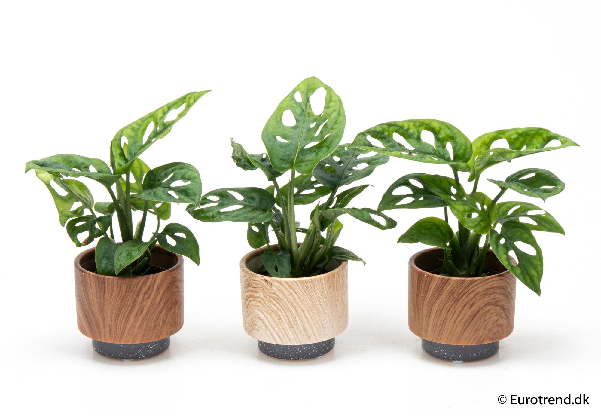 Philodendron adansonii mix in ceramic - New Look 2025, D 6