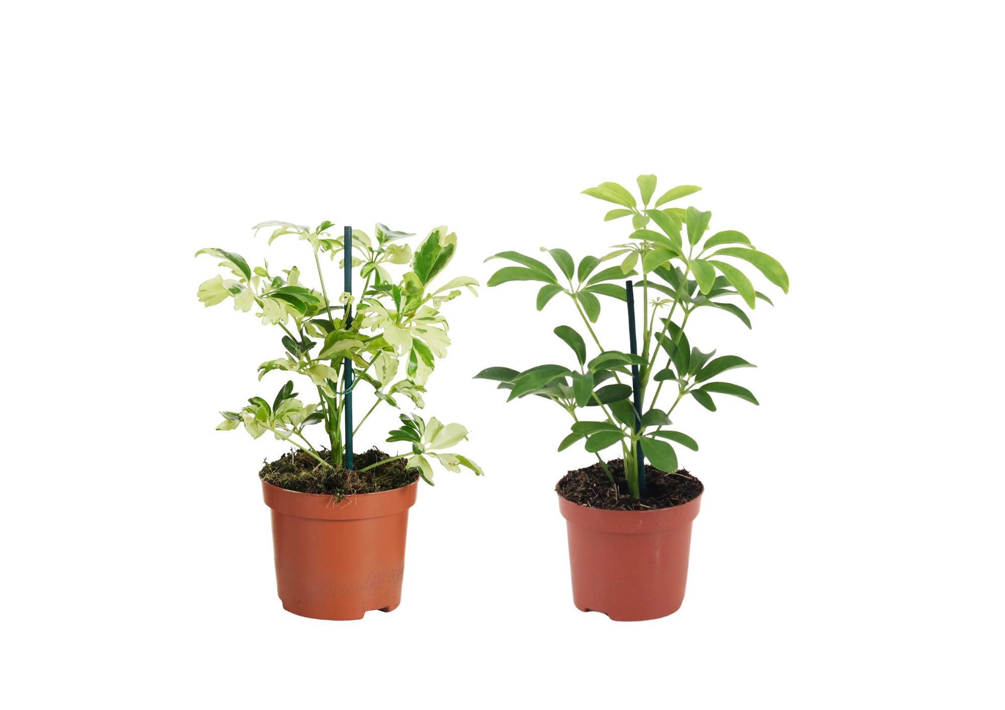 Schefflera Mix P9, D 9