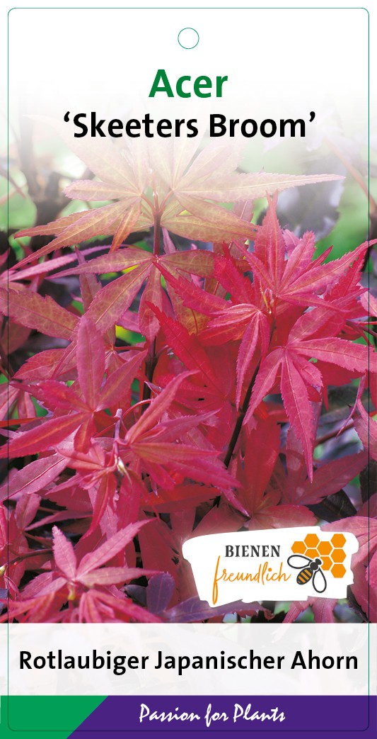 Acer palm. 'Skeeter's Broom' 40-60C3, D 19 cm