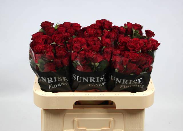 Роза куст. Рэд Трендсеттер 60, шт.