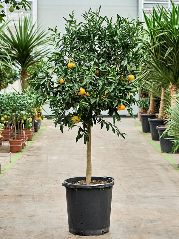 Citrus reticulata 'Mandarino', D 38