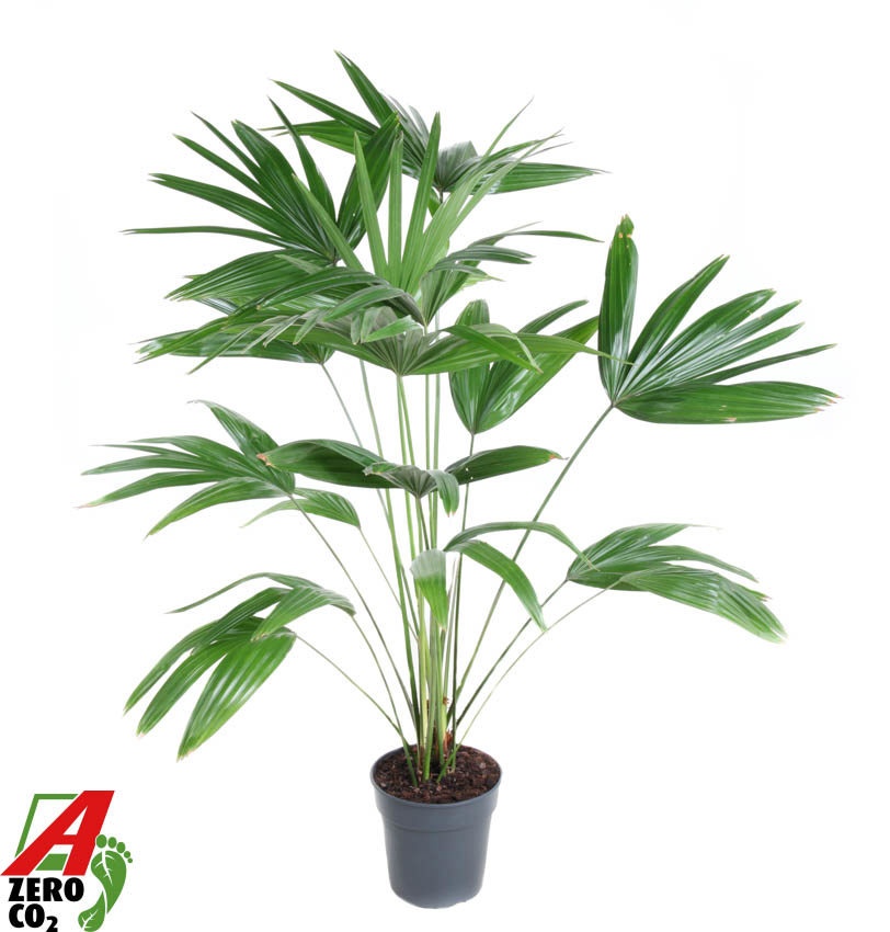 Livistona Chinensis P21, D 21 cm Livistona Chinensis P21, D 21 cm