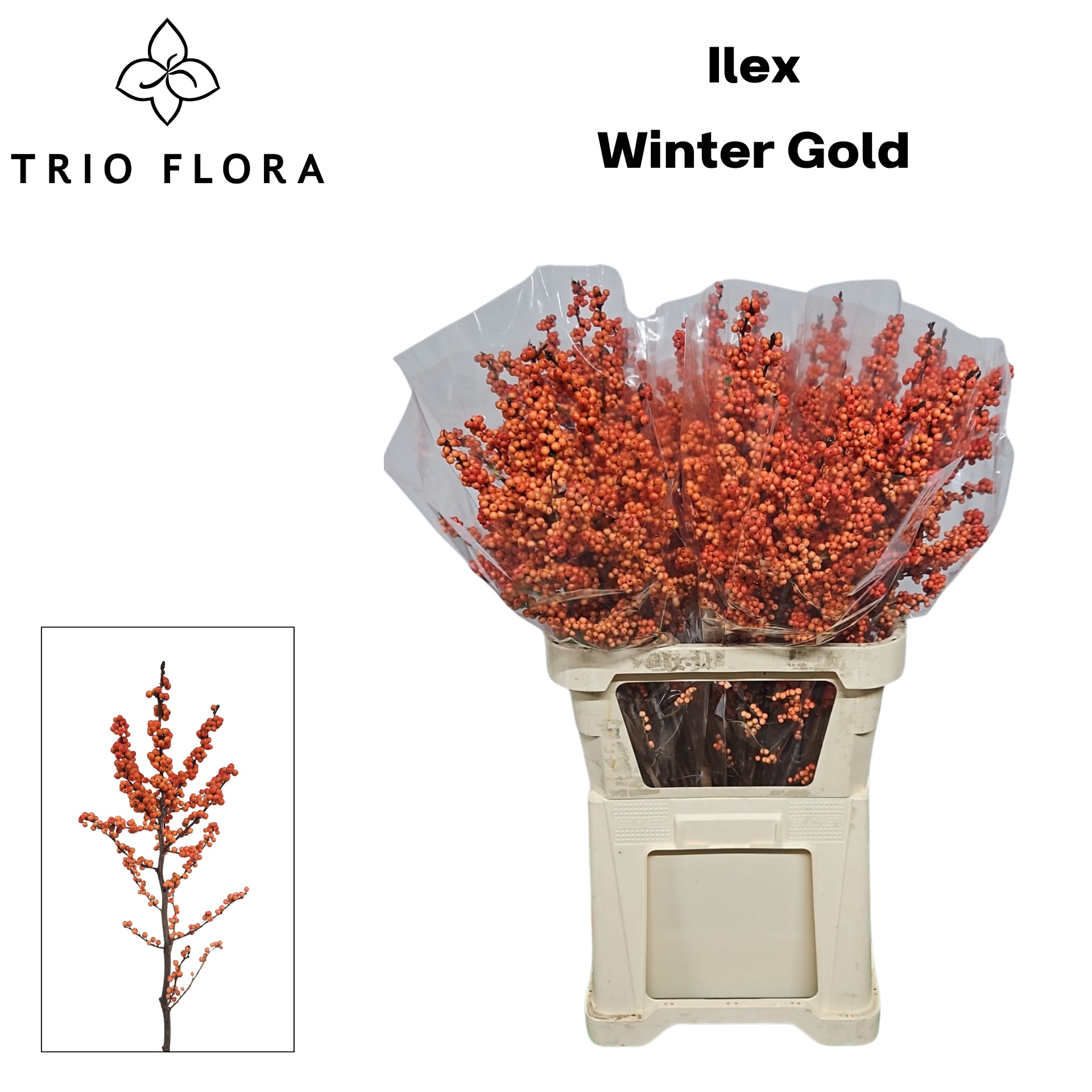 Илекс Винтер Голд 90, шт.