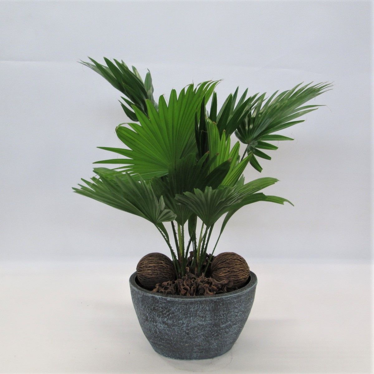 Livistona in klomp, D 19