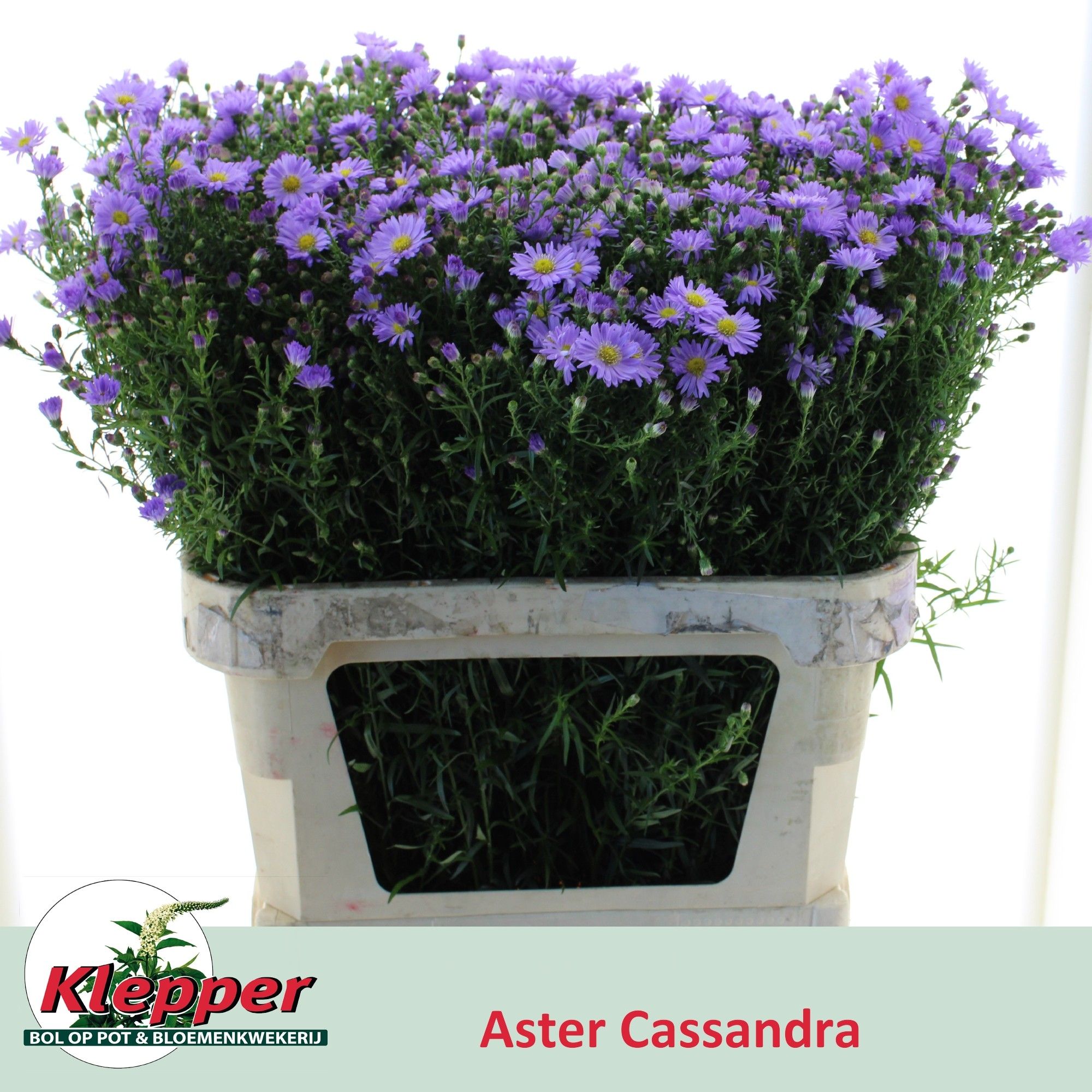 Астер Касандра 80, шт.