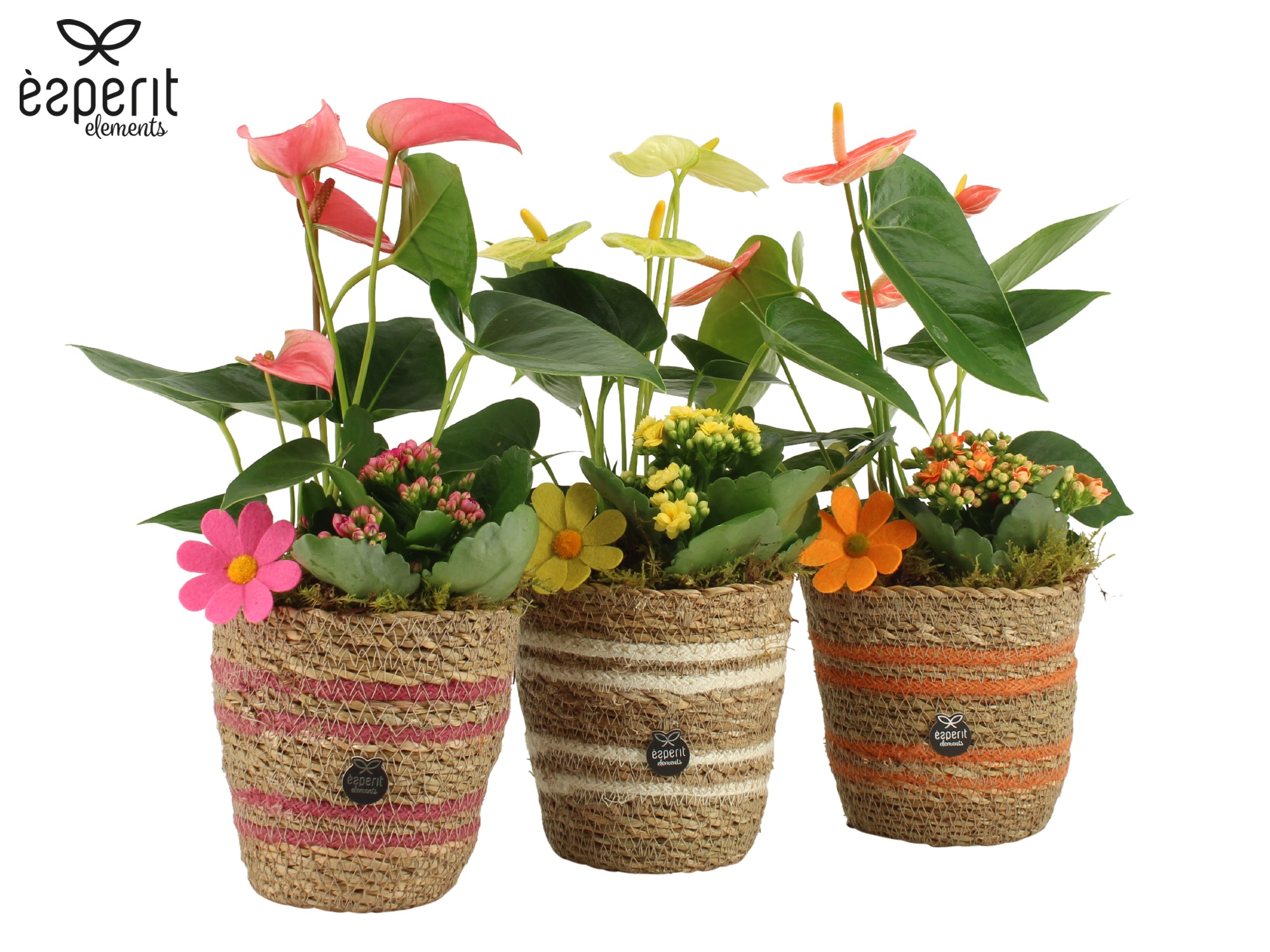 31810: Reinvention arrangement, D 12