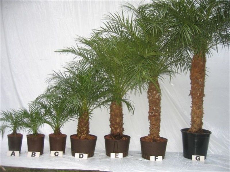 phoenix roebelenii hydro, D 32