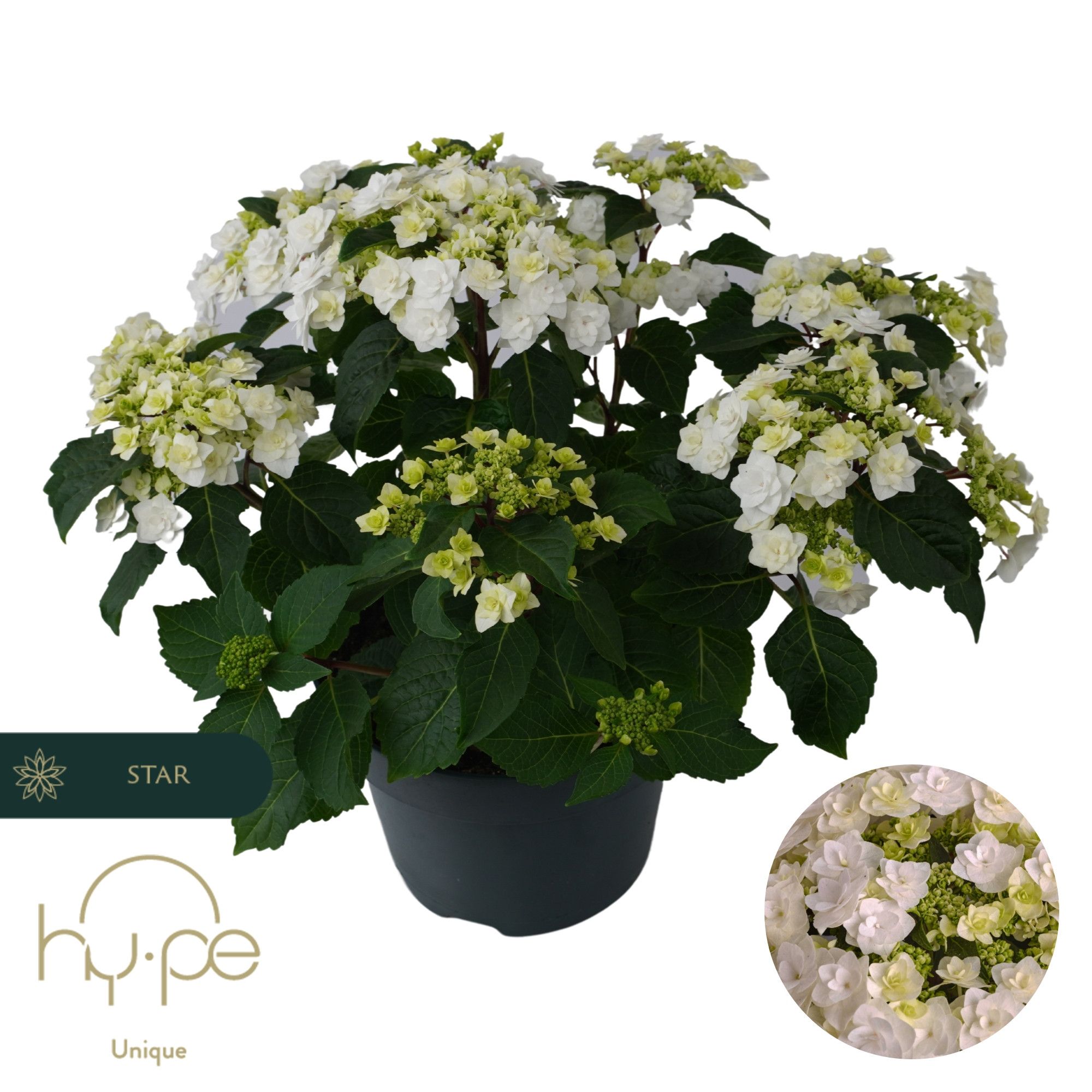 Hydrangea Wedding Gown 10+ | Hy-pe Unique, D 23