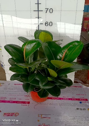 Фикус Три Грин Ваджра 18 55