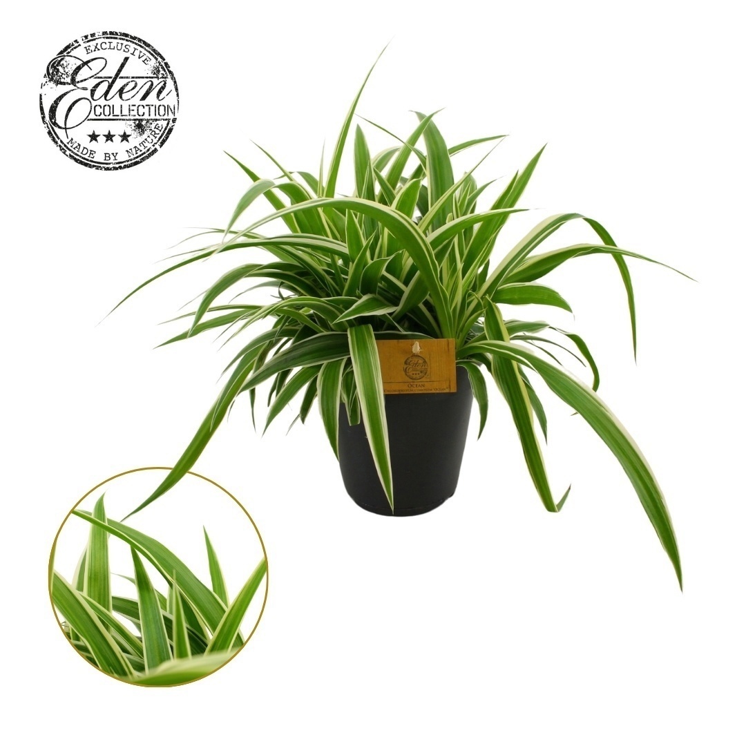 Chlorophytum Ocean 15cm, D 15