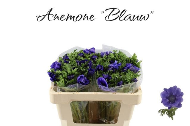 Анемон Галил Блю 50 (син.), шт.