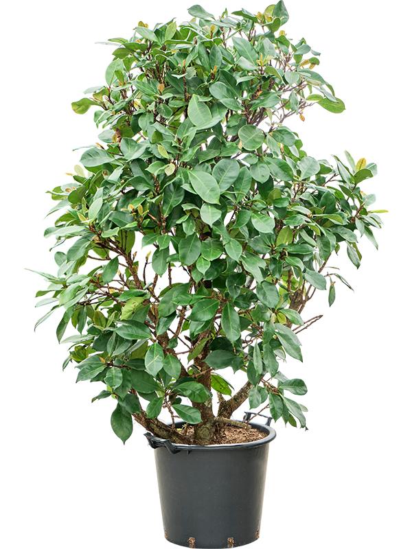 Ficus cyathistipula, D 45