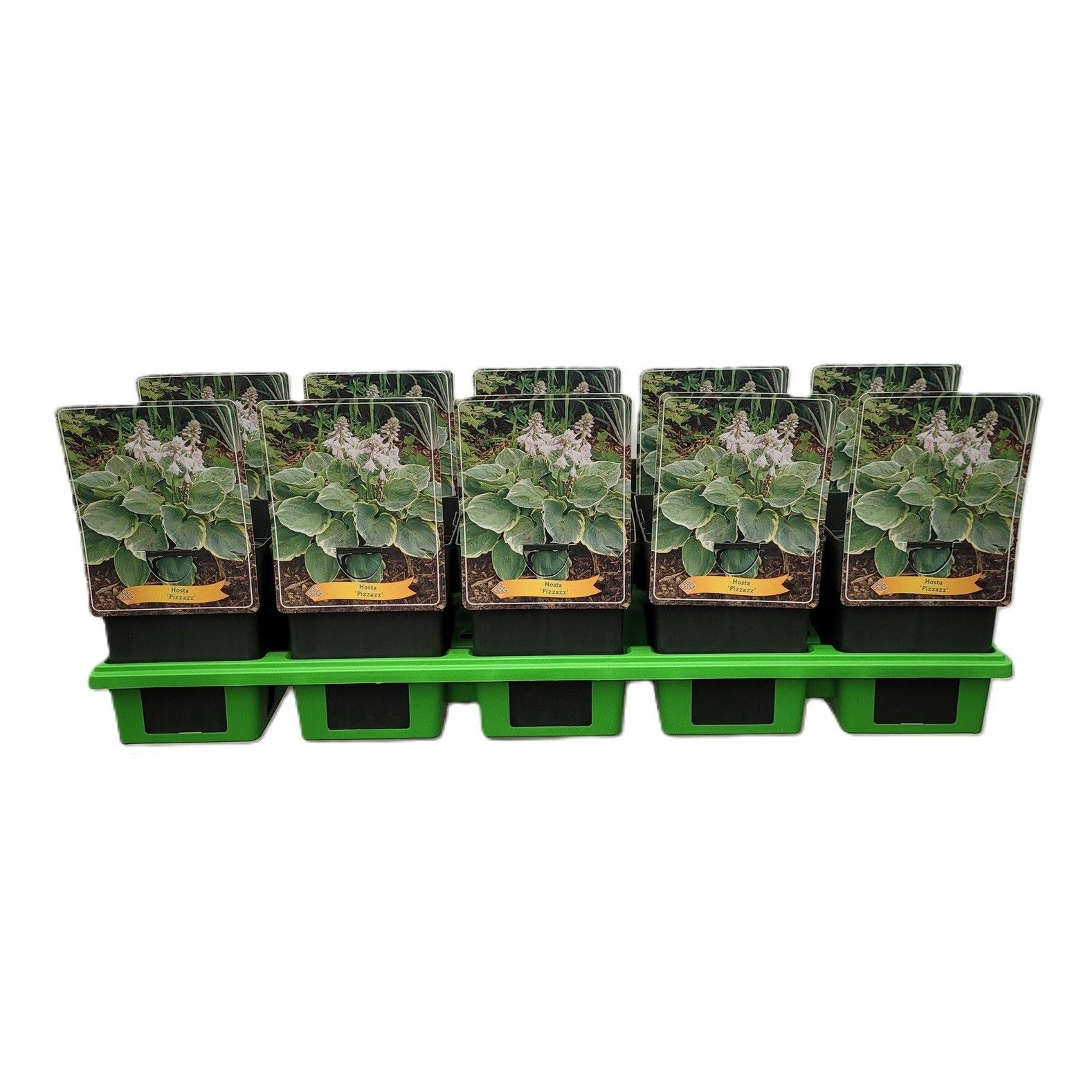 Hosta 'Pizzazz' P11, D 11
