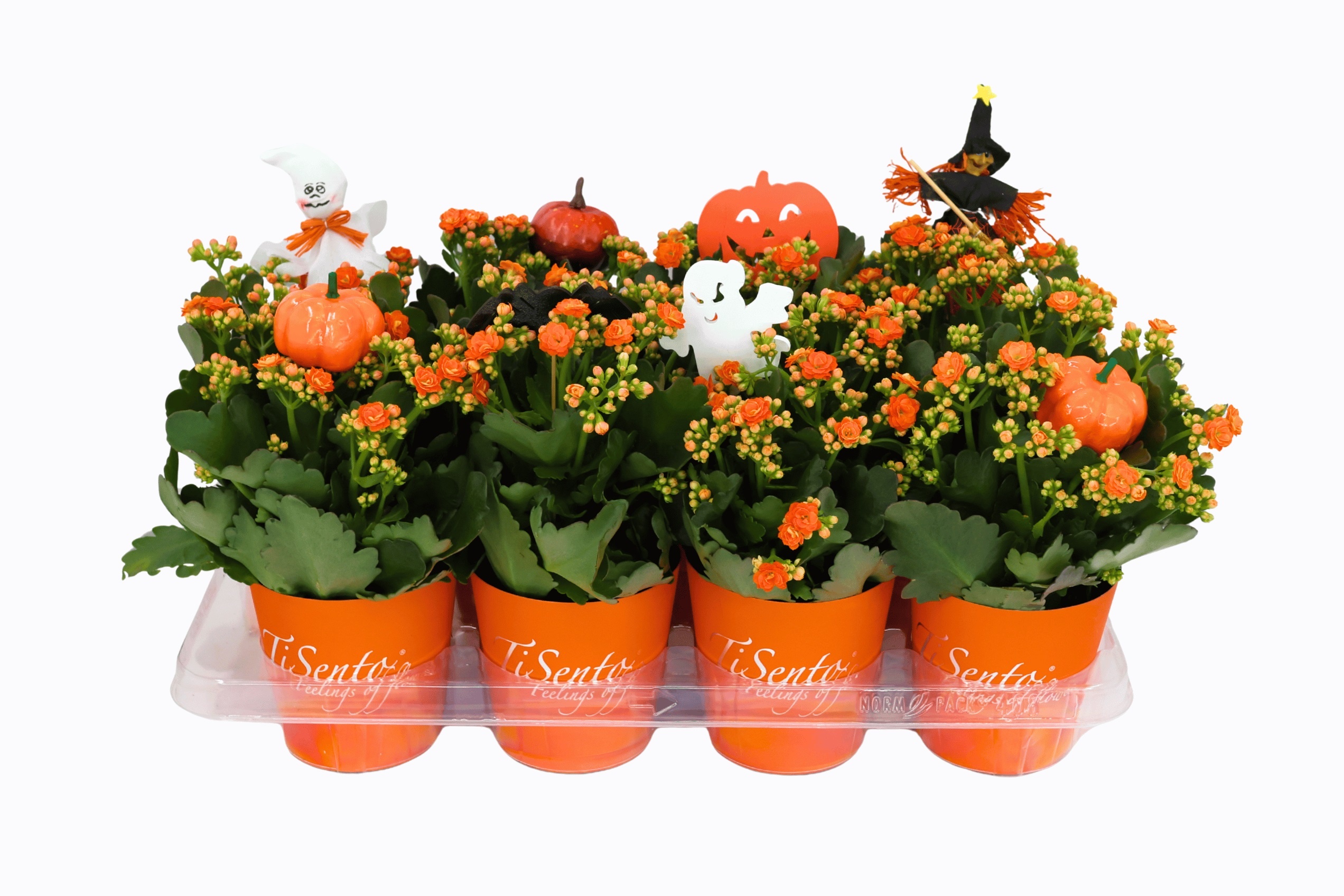 Calandiva 12 cm Oranje - Oranje Smartcup + Halloween Bijsteker, D 12