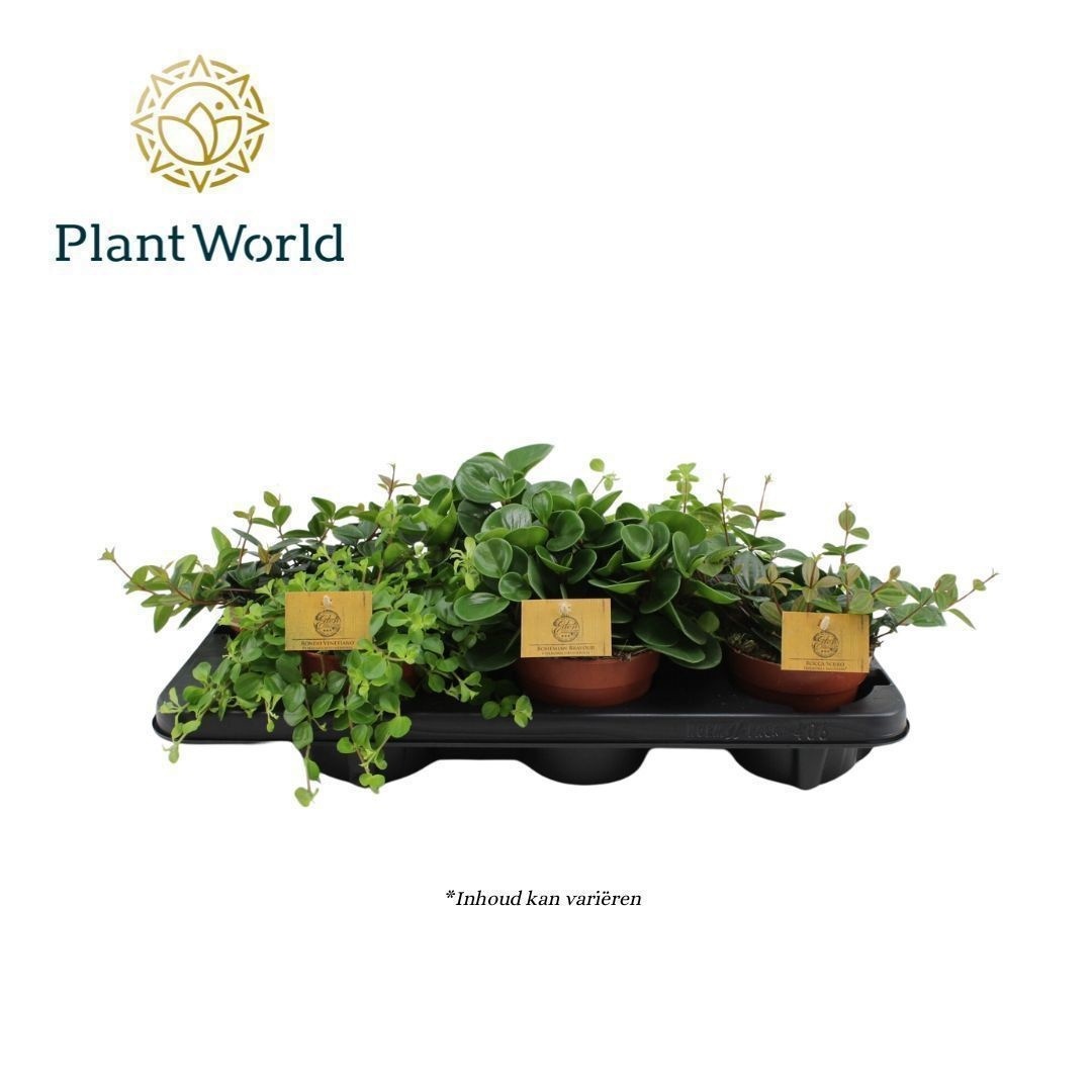 Peperomia gemengd 12cm, D 12