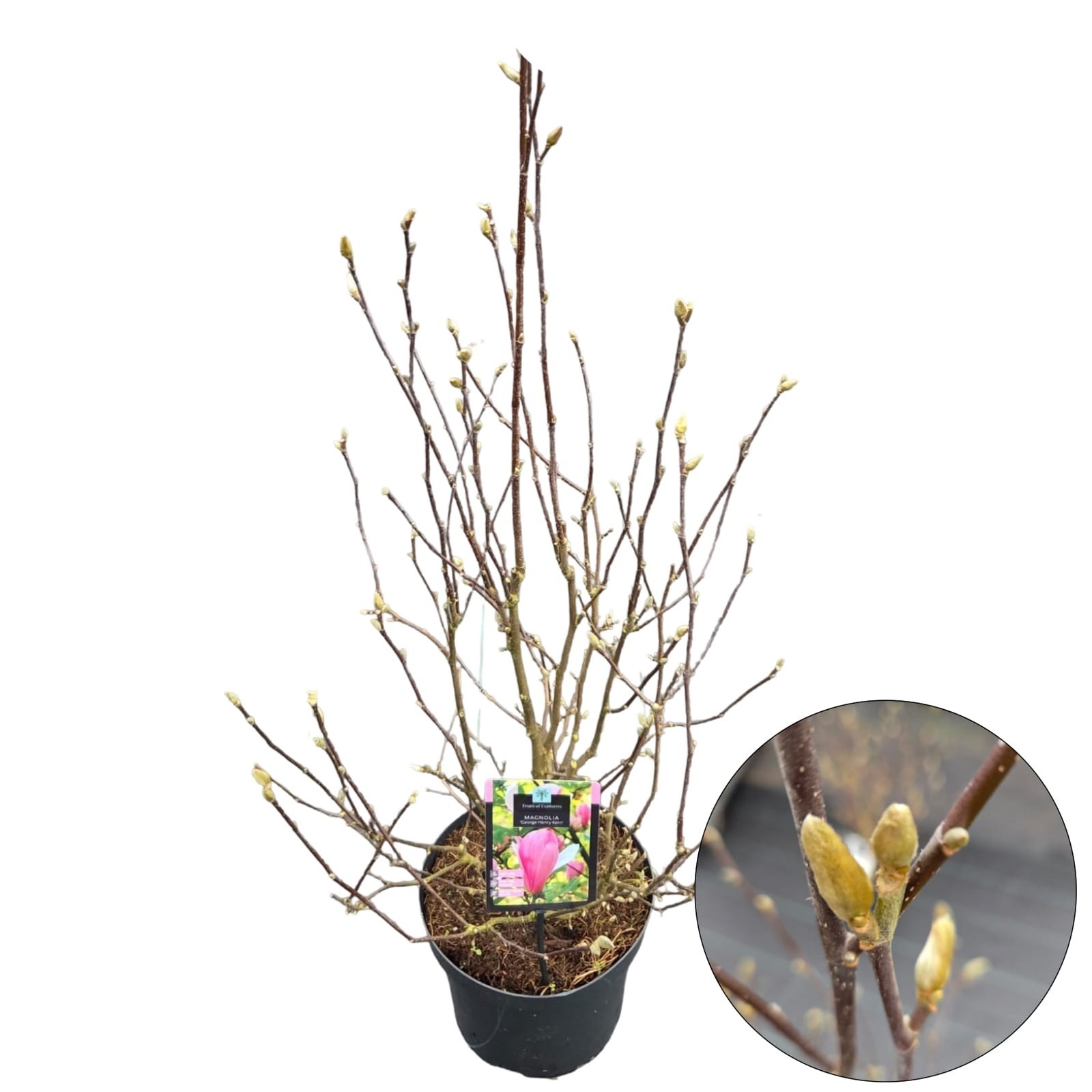 Magnolia 'George Henry Kern', D 26