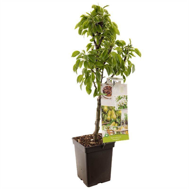 Pyrus comm. Dwergpeer Dwergpeer, D 18