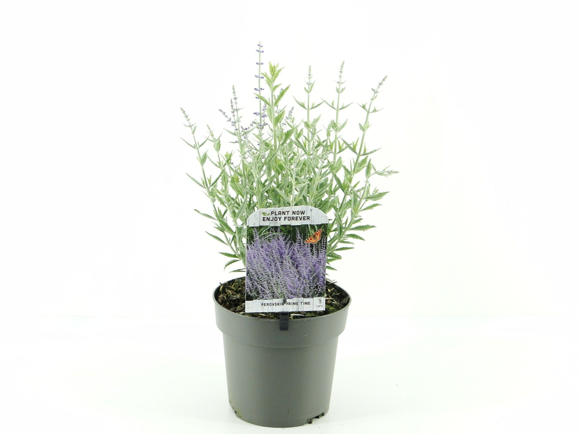 Perovskia atr. Prime Time (antraciet) C2, D 17 cm