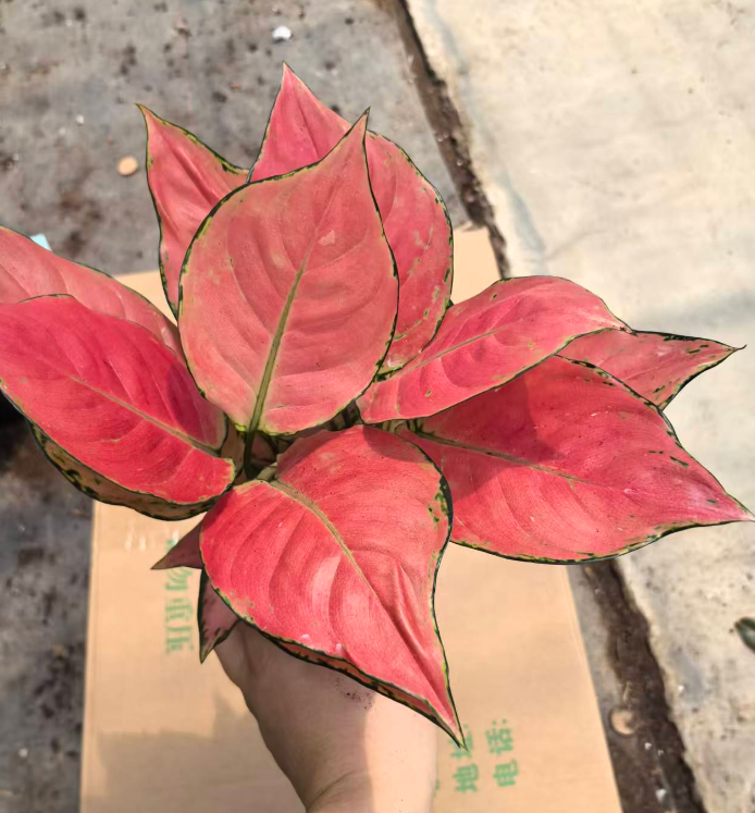 Аглаонема Джили Ред (Толл Кап) 12 30