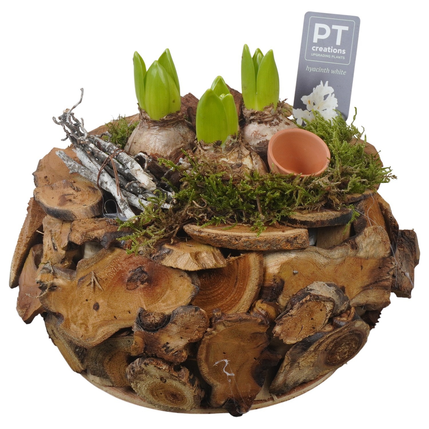 PTWH4006 Arrangement Winter Hyacint in houten bak, D 21