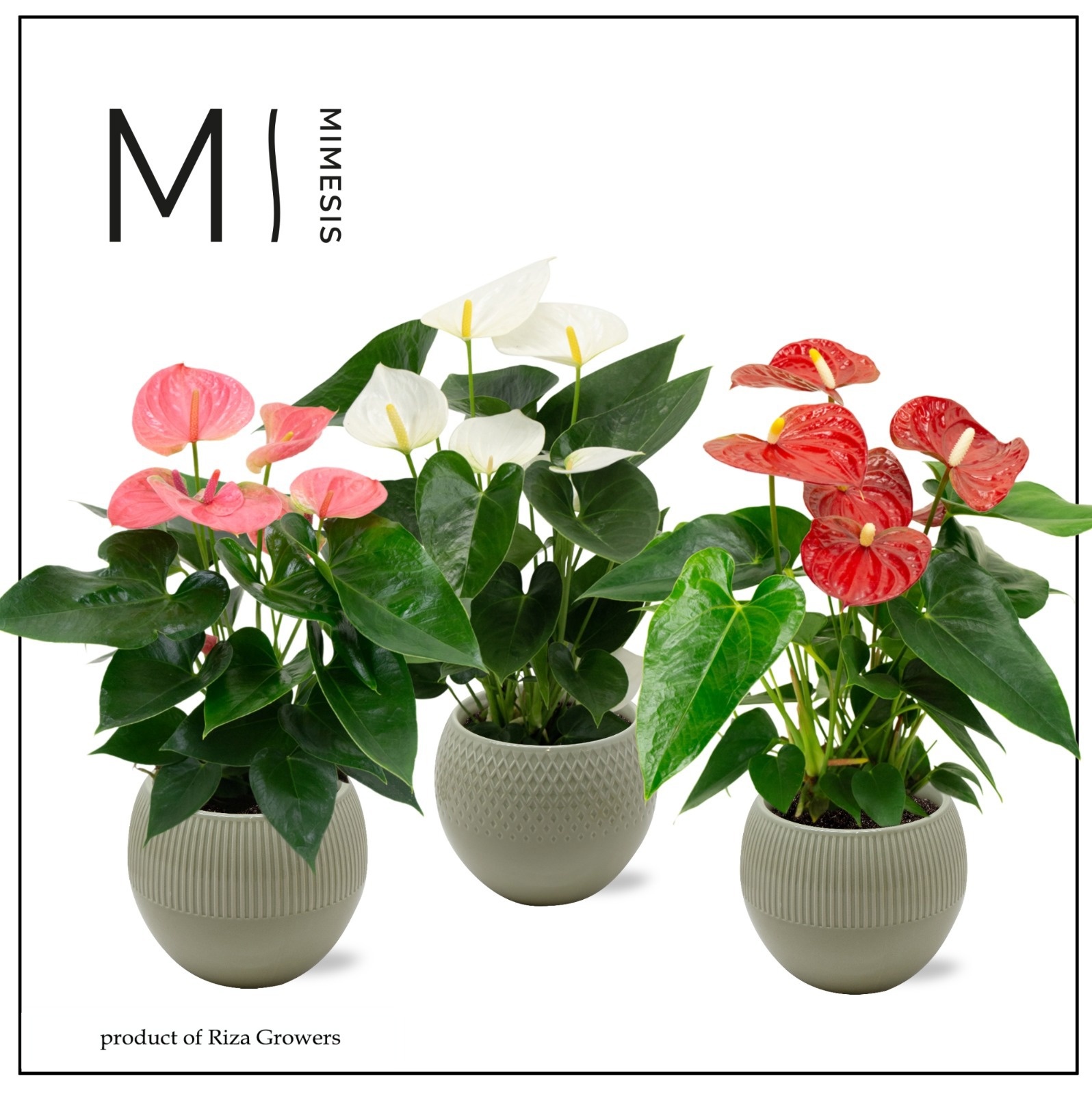 Mimesis Anthurium KARMA Grandiflora mix - Bolivia Green, D 12