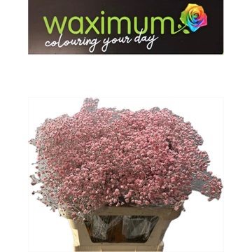 Гипсофила Овериг Крашеная (краш. ) 80, шт.