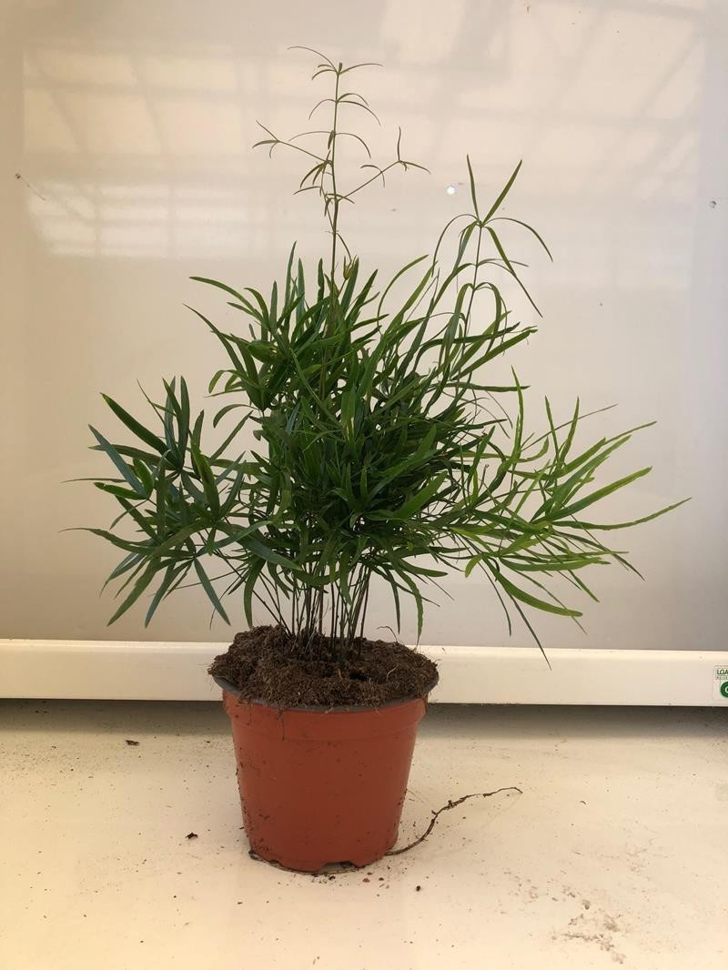 ASPARAGUS FALCATUS, D 12